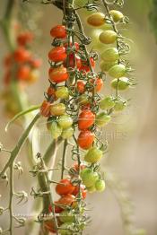 Image du Maroc Professionnelle de  Avec l'introduction des cultures sous abris serres, la région de Dakhla est devenue en très peu de temps célèbre pour ces productions de fruits et légumes destinés à l’export.  Sous d’immenses serres, la production des tomates en grappes bénéficie d’un climat phénoménalement ensoleillé, tempéré et régulier, Mardi 21 Novembre 2006. (Photo / Abdeljalil Bounhar)